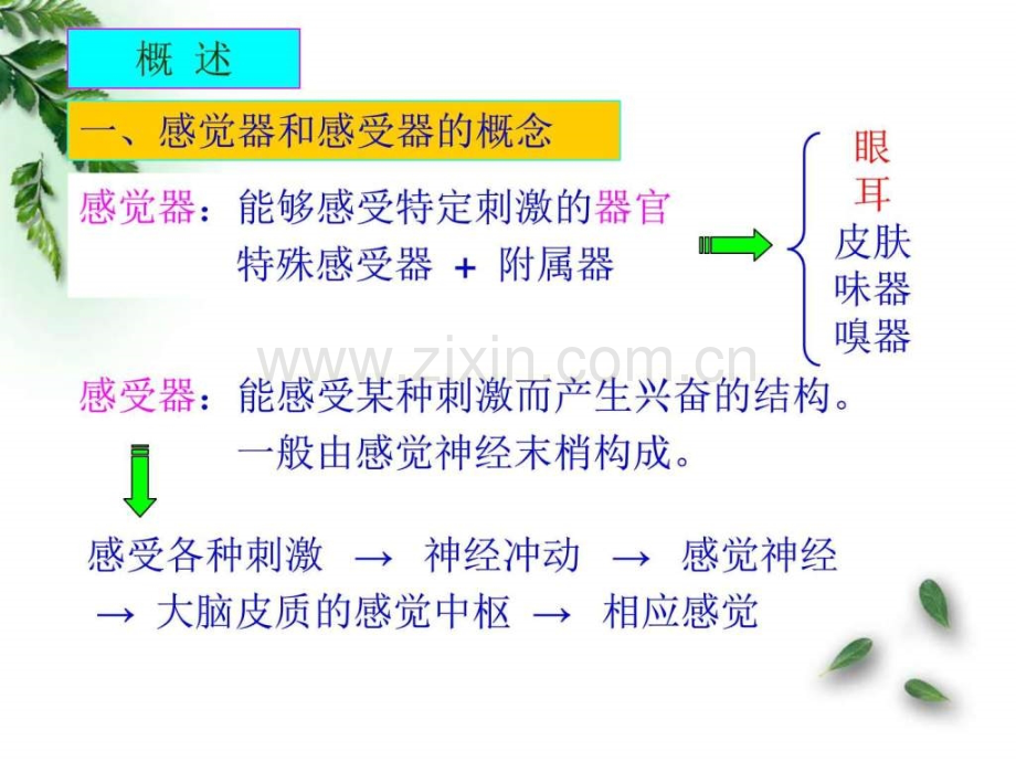 解剖学感觉器视器临床专业图文.pptx_第2页