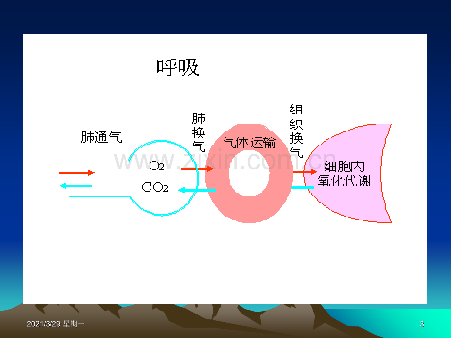 新生儿呼吸生理特点.ppt_第3页