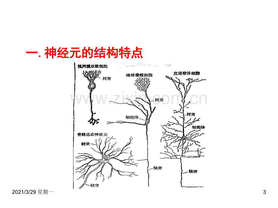 神经生理学.ppt_第3页