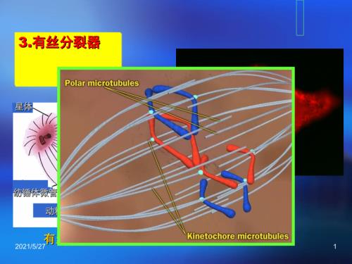 中国海洋大学细胞生物学课件12细胞骨架02.ppt