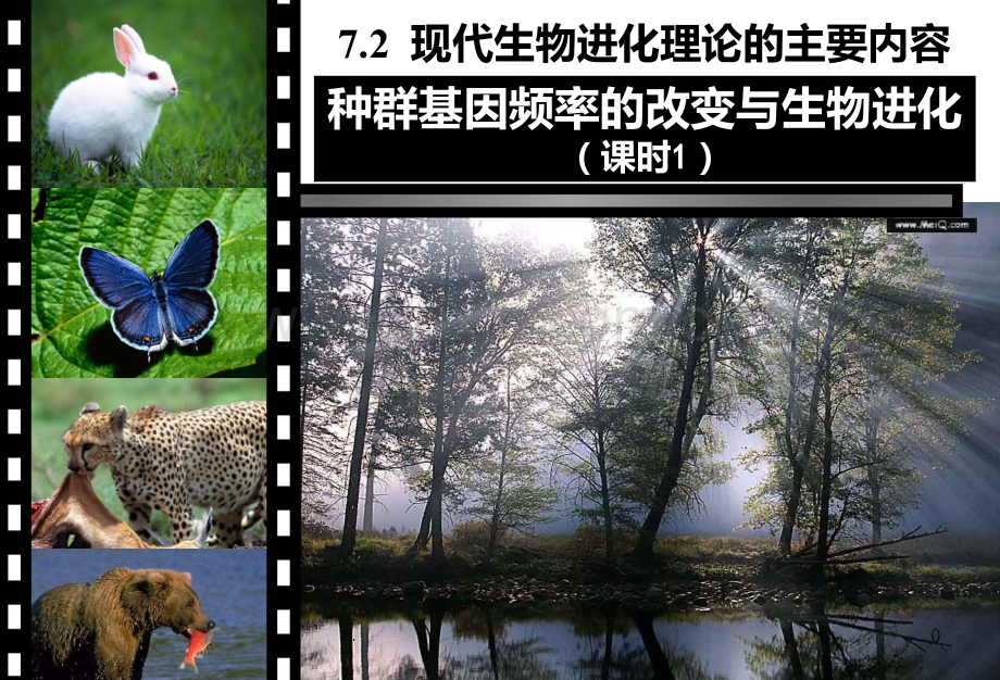 公开课种群基因频率的改变与生物进化.ppt_第1页