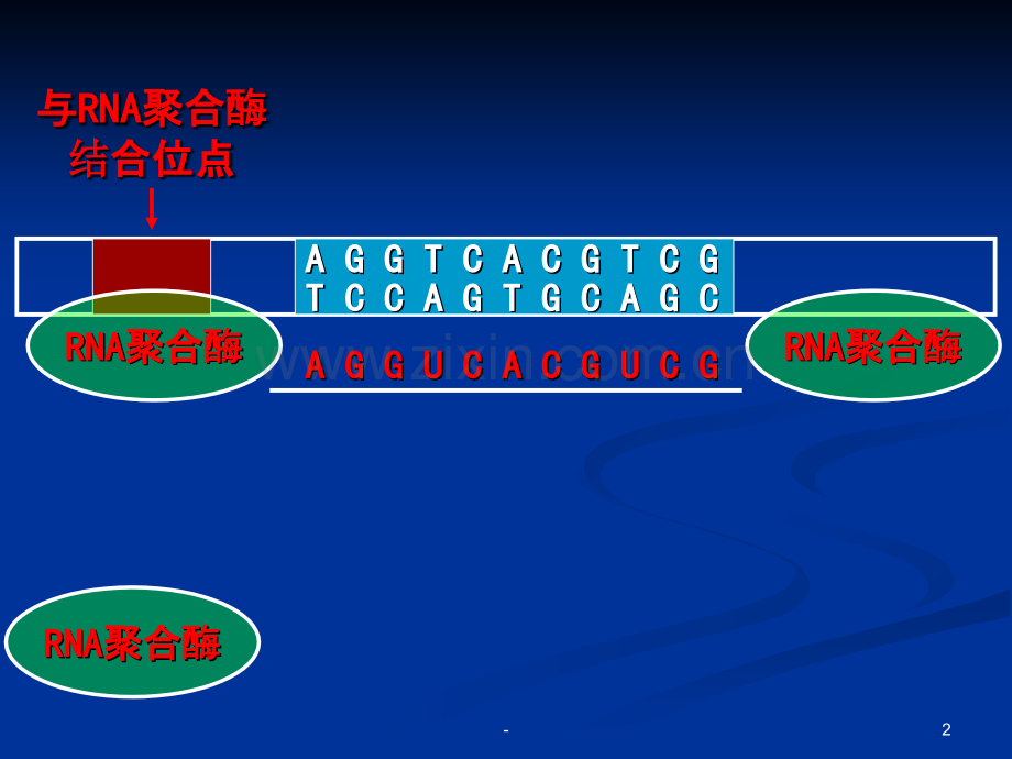 高中生物选修-基因工程的基本操作程序.ppt_第2页