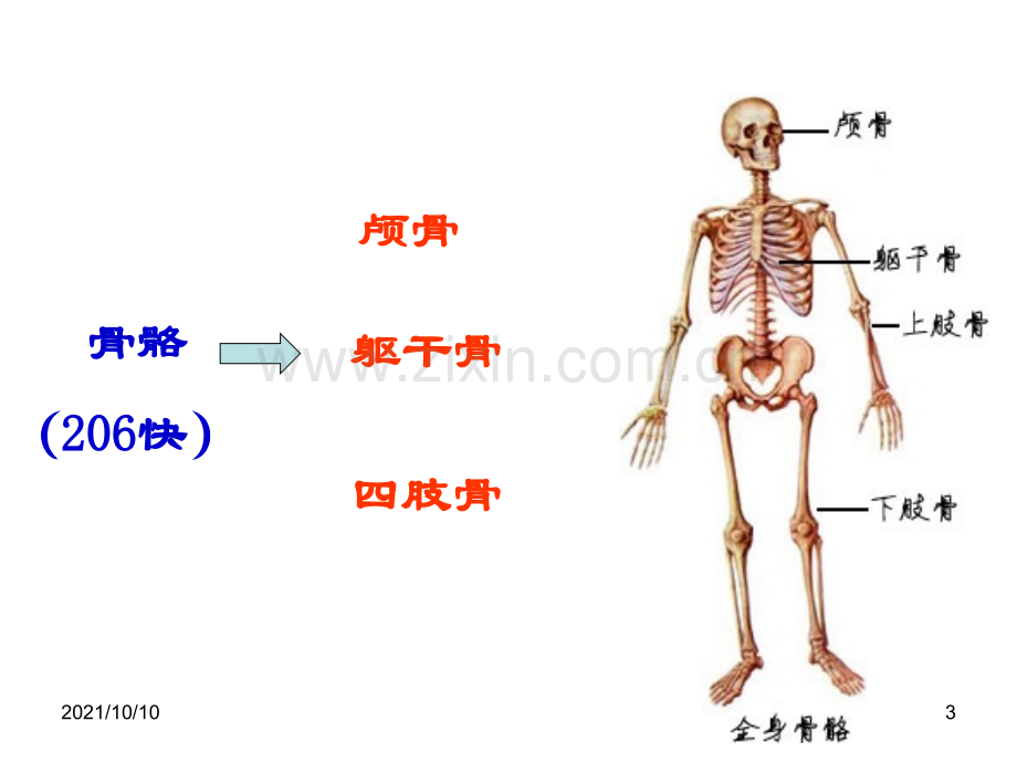 人体八大系统.ppt_第3页