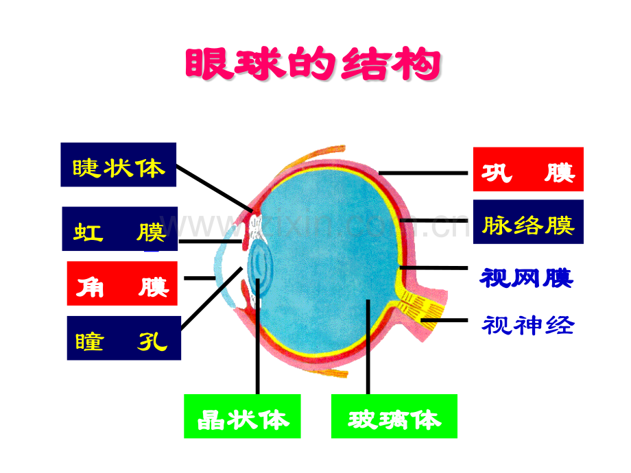 专题六人体生命活动的调节.pptx_第1页