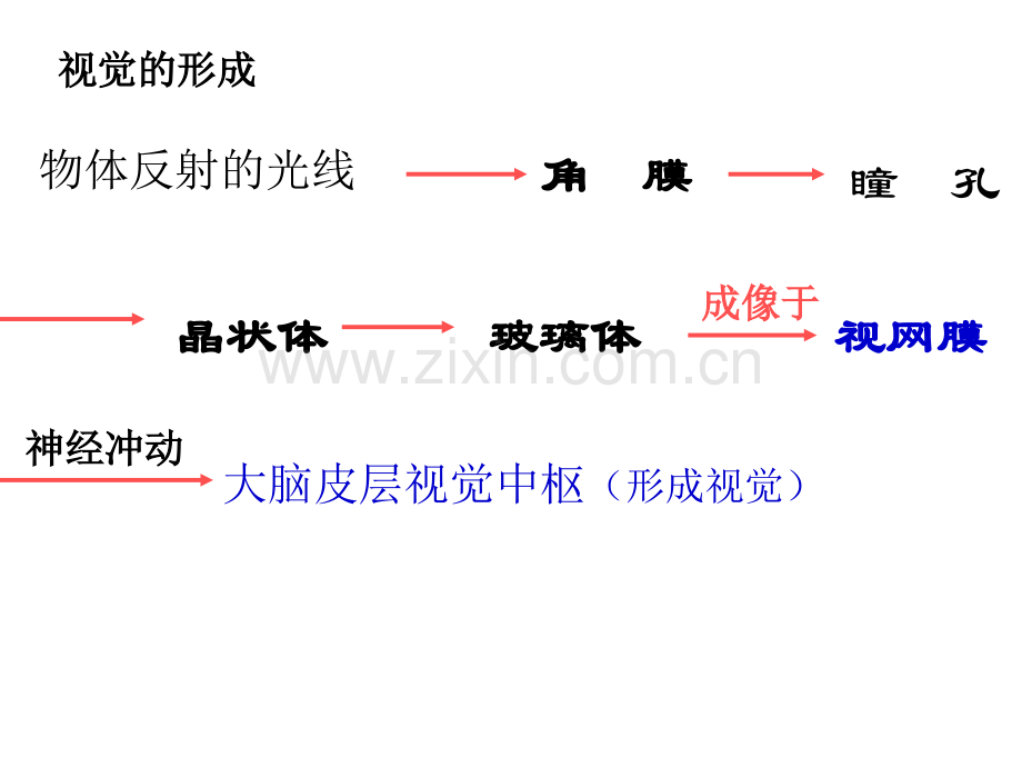 专题六人体生命活动的调节.pptx_第3页