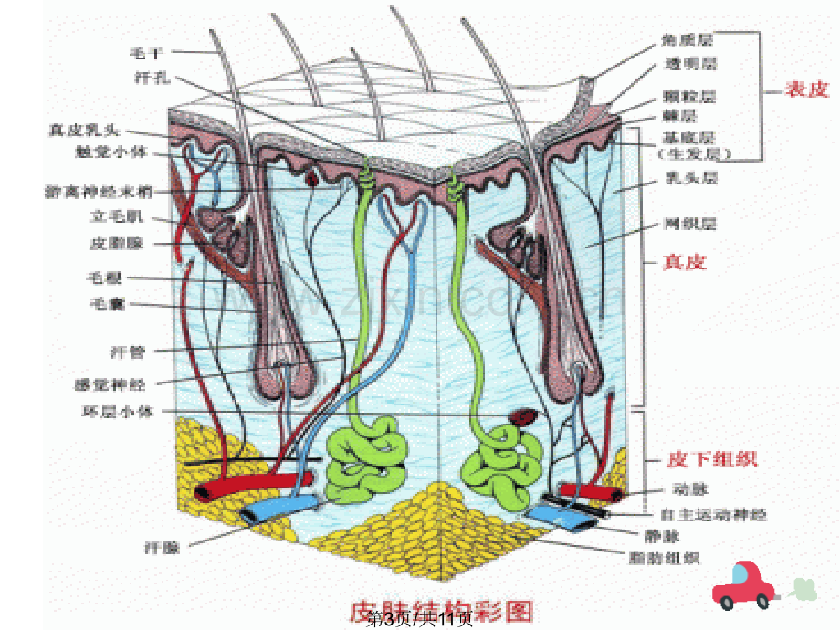 五动物体对外界信息获取.pptx_第3页