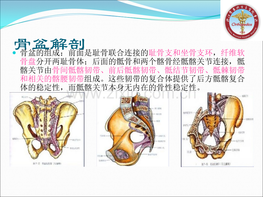 骨盆骨折分型及治疗.pptx_第3页