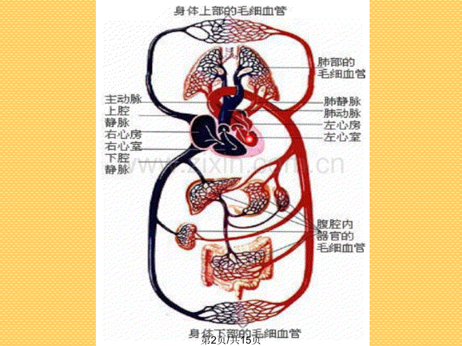 血流管道血管.pptx_第2页