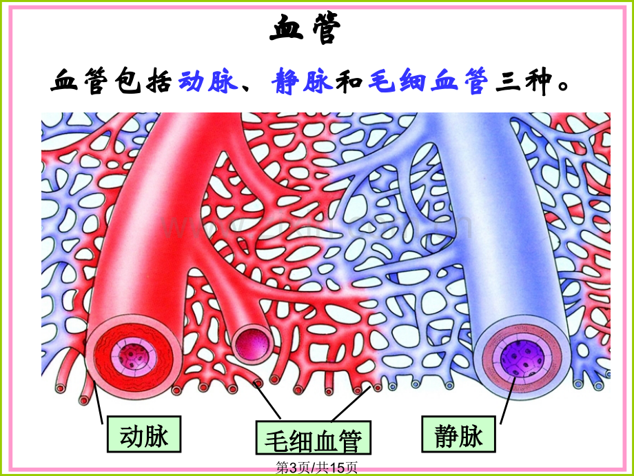 血流管道血管.pptx_第3页