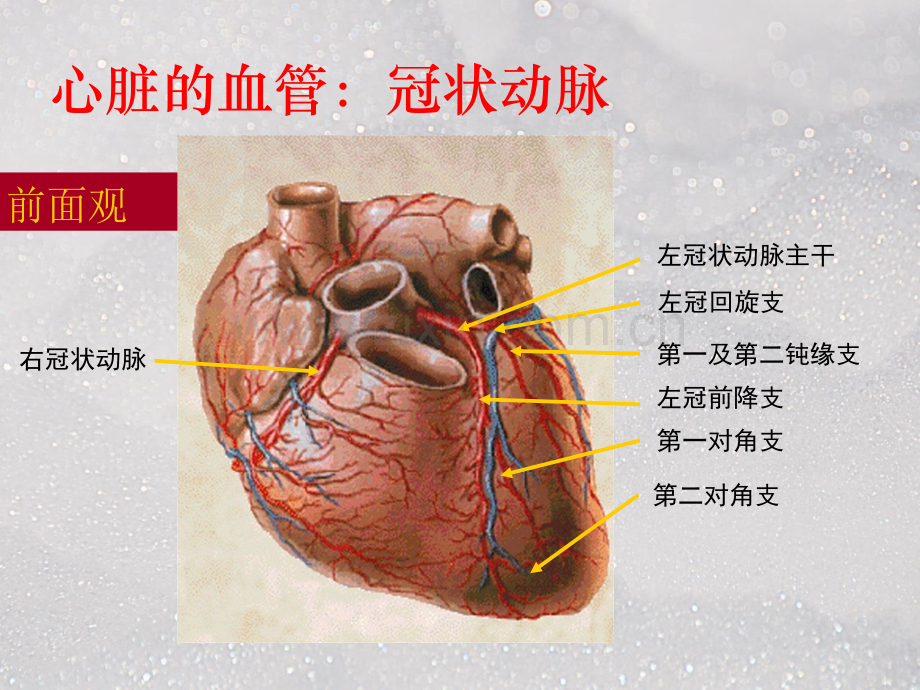 冠状动脉造影术及其护理.ppt_第3页