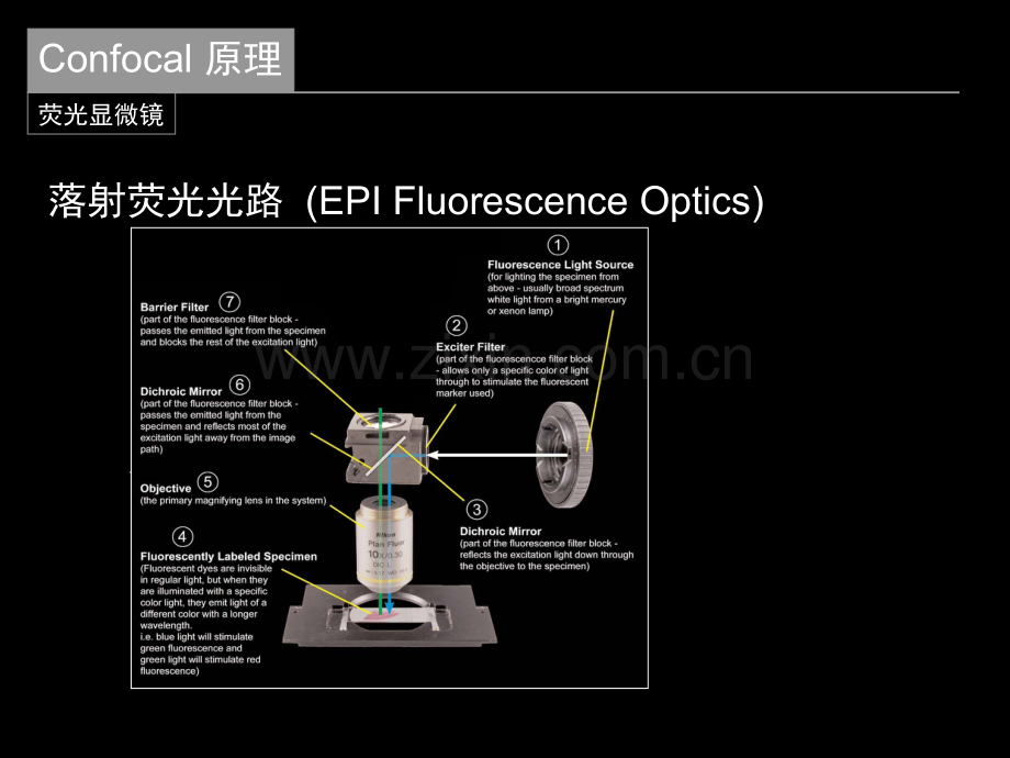 confocal原理本科生实验02.pptx_第3页