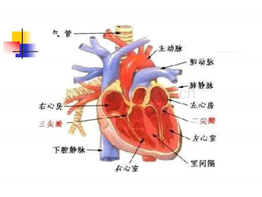 心衰的治疗与护理.pptx_第3页