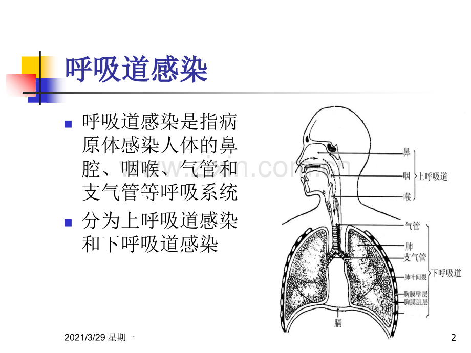 呼吸道病原体检测.ppt_第2页