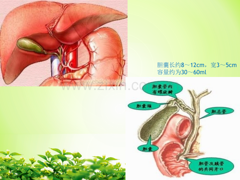 中国慢性胆囊炎胆囊结石内科诊疗共识意见.pptx_第2页