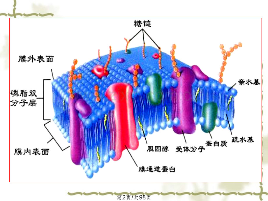 细胞基本功能00001.pptx_第2页