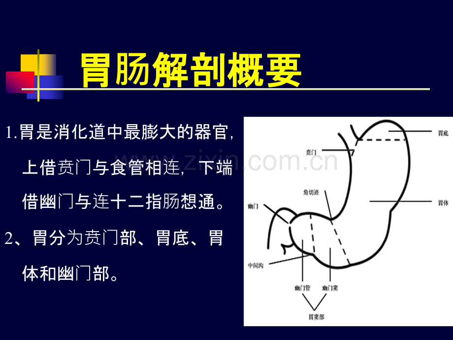 胃肠道疾病超声诊断2017最全.pptx_第3页