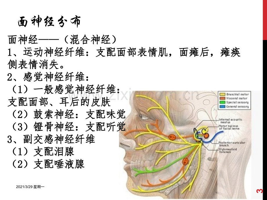 面瘫的针灸治疗.ppt_第3页