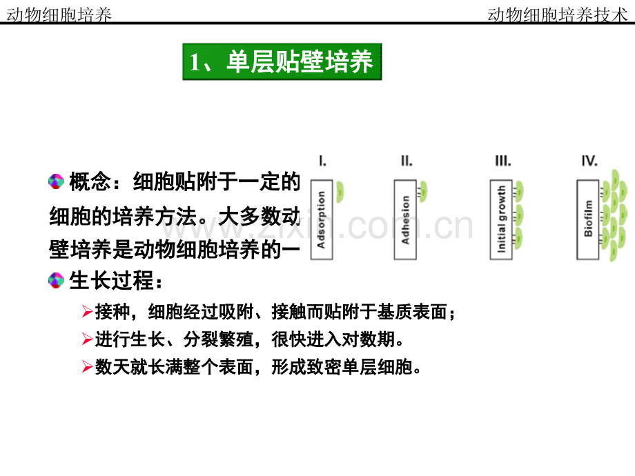 动物细胞培养制药工艺.pptx_第1页