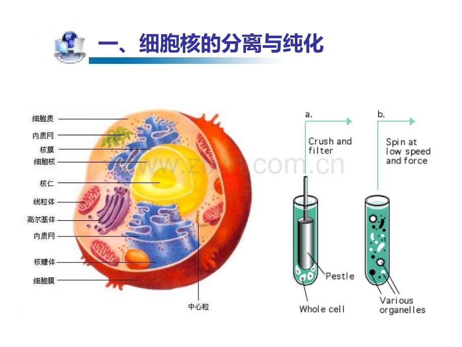 细胞核的分离与纯化及RNADNA的定量测定.pptx_第3页