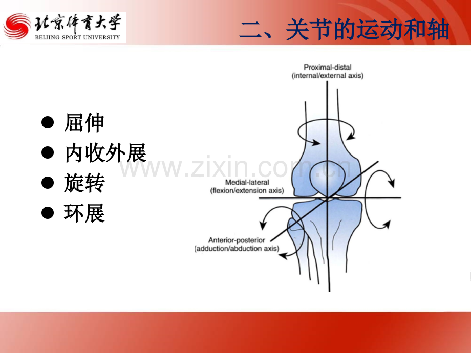 关节生物力学.pptx_第3页