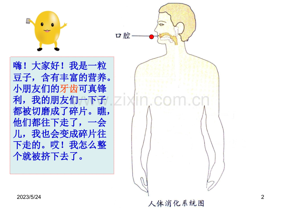 幼儿园健康《食物的旅行》.ppt_第2页