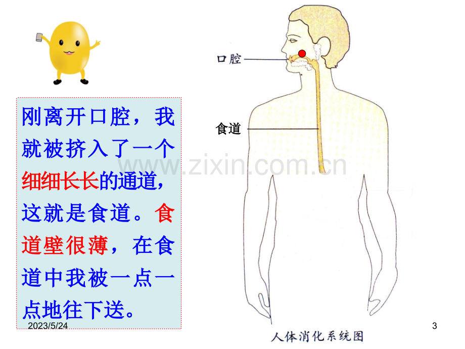 幼儿园健康《食物的旅行》.ppt_第3页