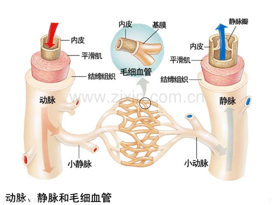 血管结构与组成组图【优质PPT】.ppt_第3页