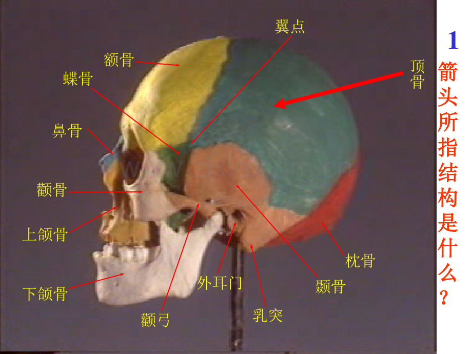 正常人体解剖学实验考试题库.pptx_第2页