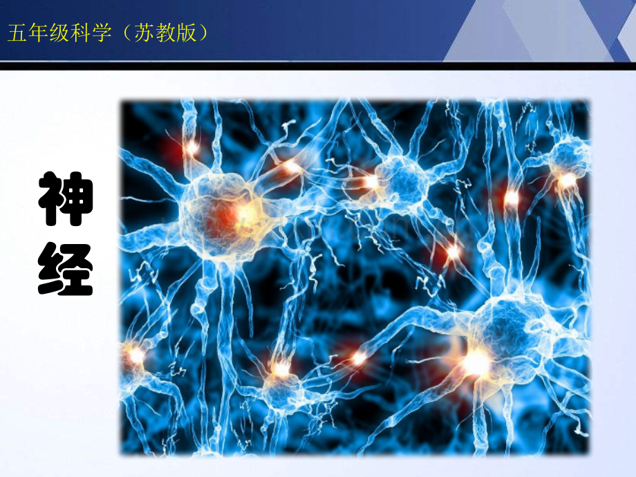 五年级科学神经.pptx_第1页