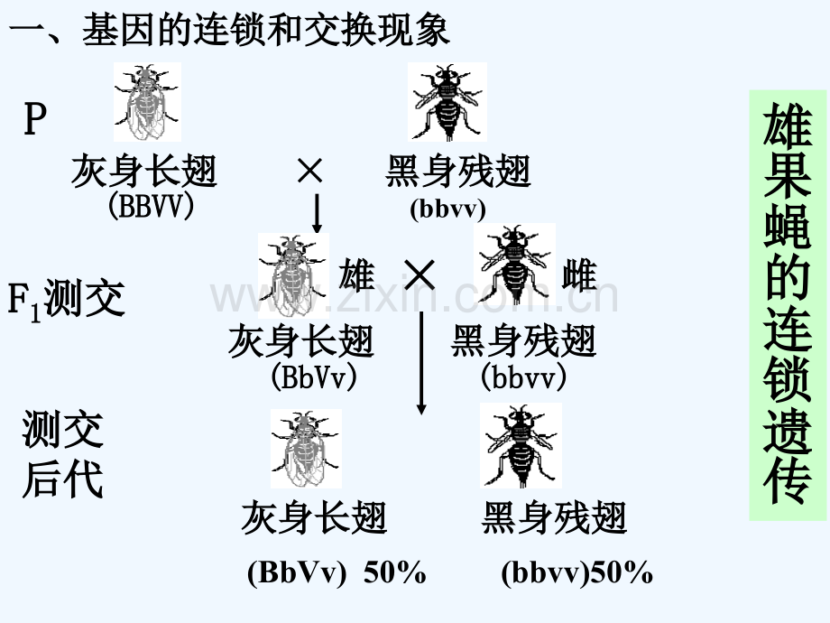 基因的连锁互换规律-PPT.ppt_第3页