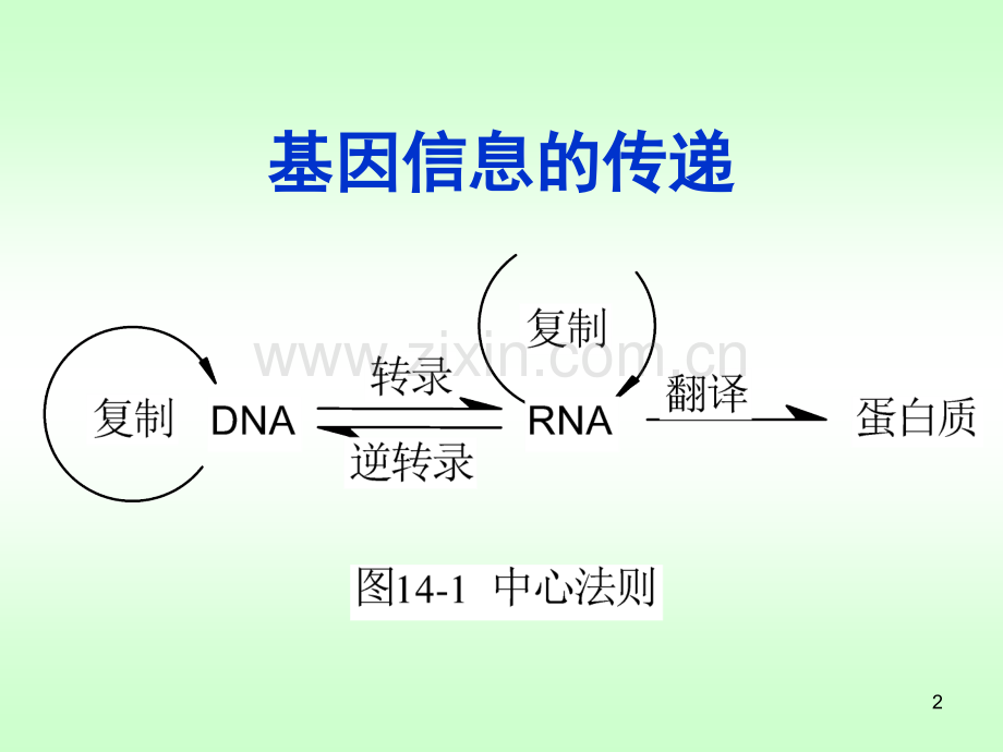 核酸的生物合成.ppt_第2页