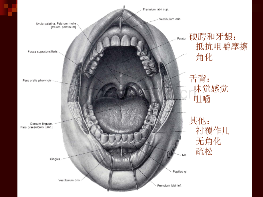 口腔膜疾病病理-红软基地.ppt_第2页