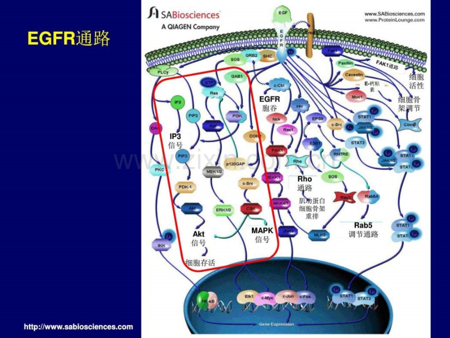 结直肠癌靶向治疗..ppt_第3页