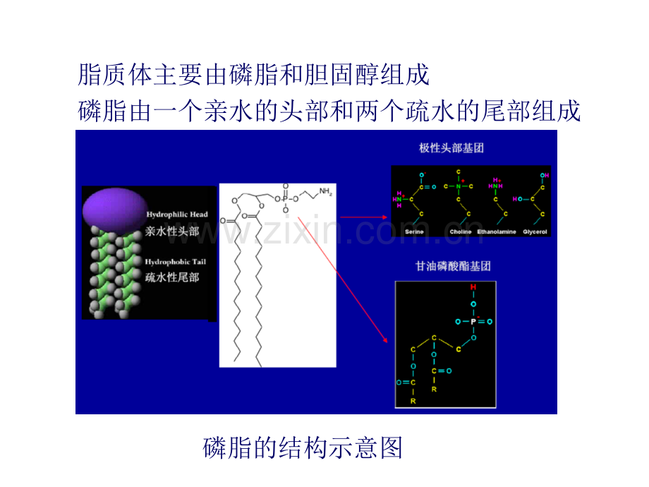 18-脂质体.ppt_第3页