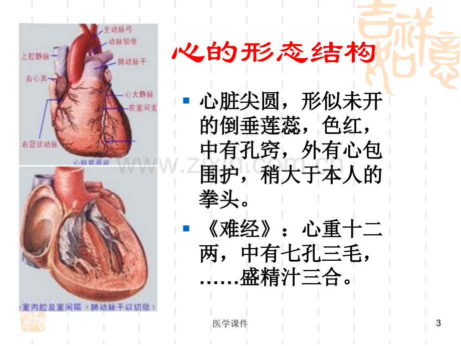 《中医基础理论》藏象.ppt_第3页