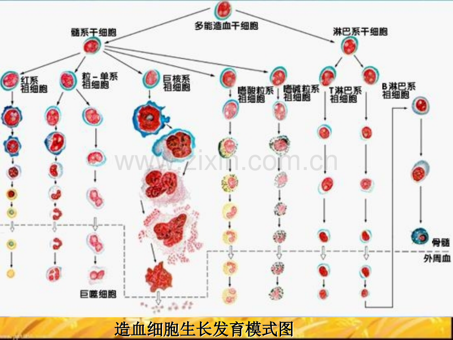 临床血液学检验血象和骨髓象检验本科.pptx_第3页