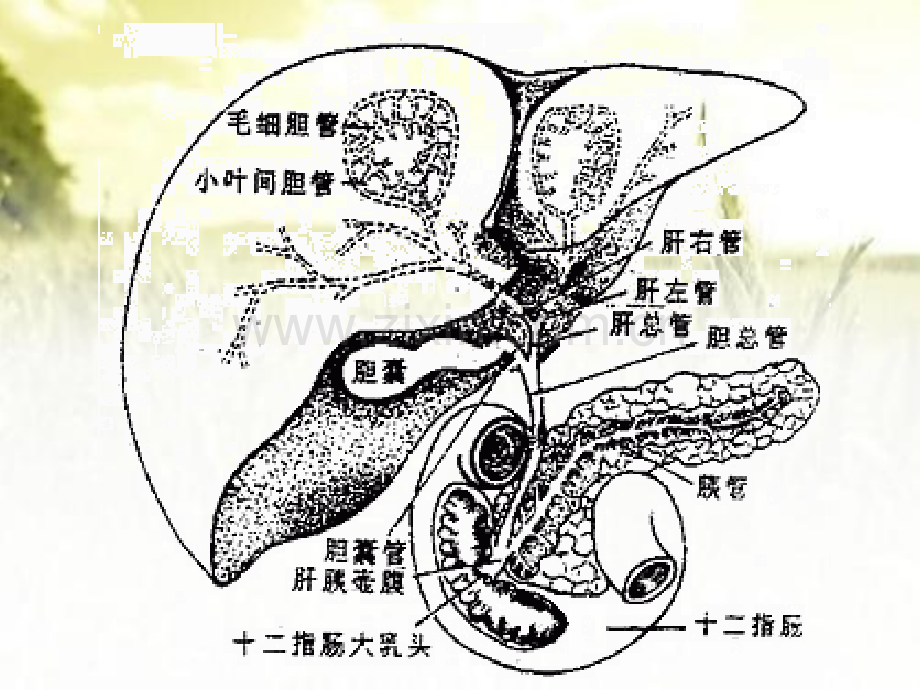 健康评估之教学肝功能检查.pptx_第3页