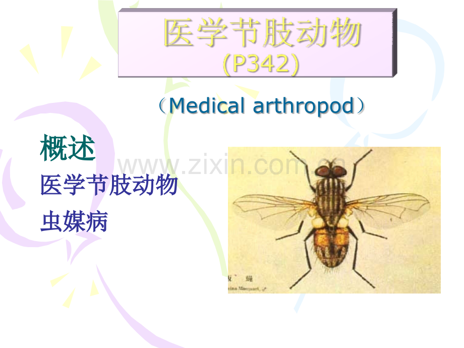 医学节肢动物(P342)-(Medical-arthropod).ppt_第1页