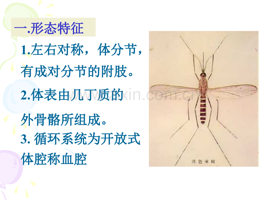 医学节肢动物(P342)-(Medical-arthropod).ppt_第2页