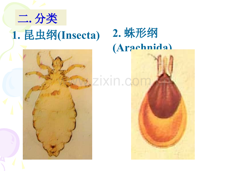 医学节肢动物(P342)-(Medical-arthropod).ppt_第3页