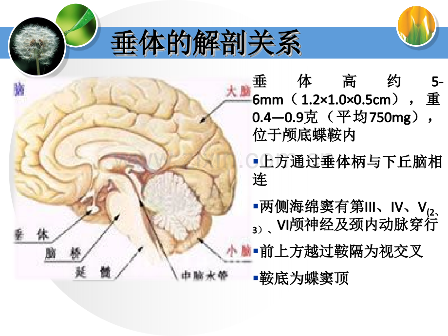 201912.14垂体腺瘤ppt课件PPT文档.ppt_第2页