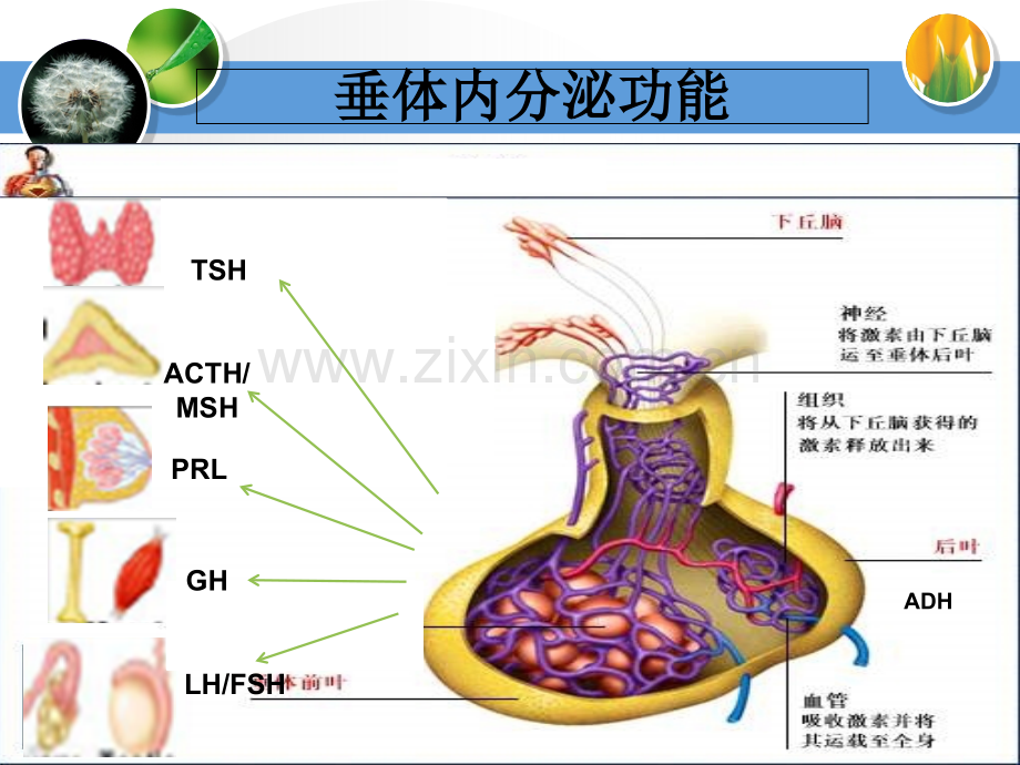 201912.14垂体腺瘤ppt课件PPT文档.ppt_第3页