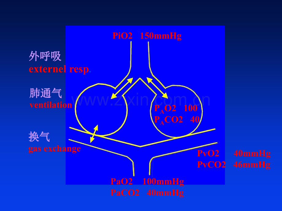 机械通气和人工气道管理.ppt_第3页