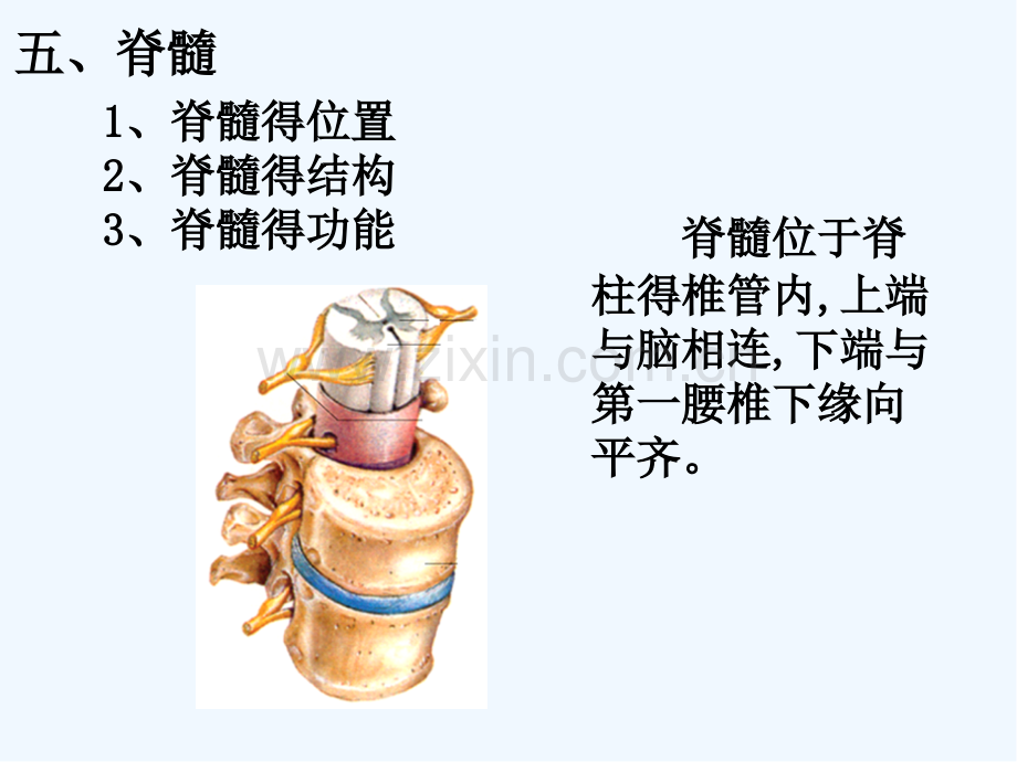 神经调节的结构基础脊髓和脑.pptx_第3页