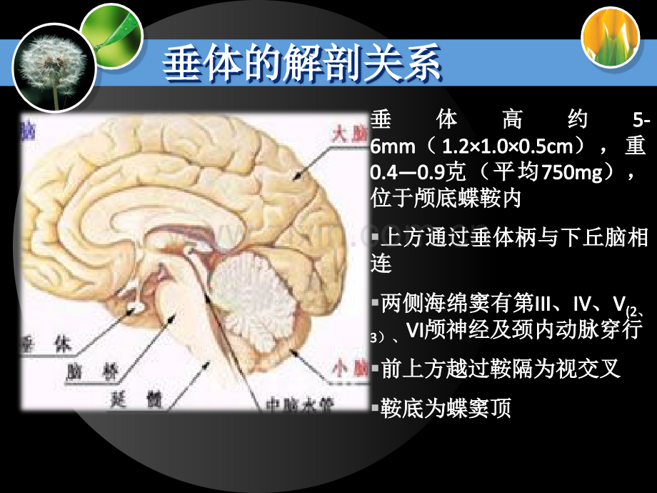 201912.14垂体腺瘤ppt课件共42页PPT文档.ppt_第1页