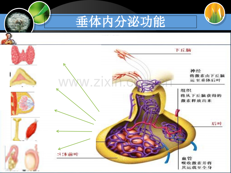 201912.14垂体腺瘤ppt课件共42页PPT文档.ppt_第2页