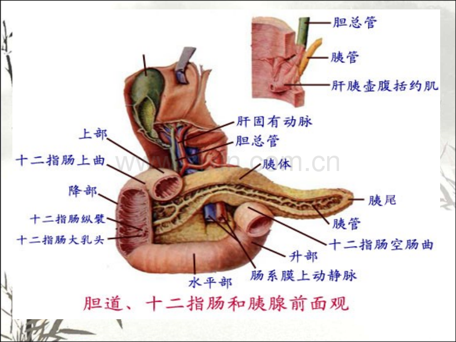 讲课胰腺疾病超声诊断.pptx_第2页