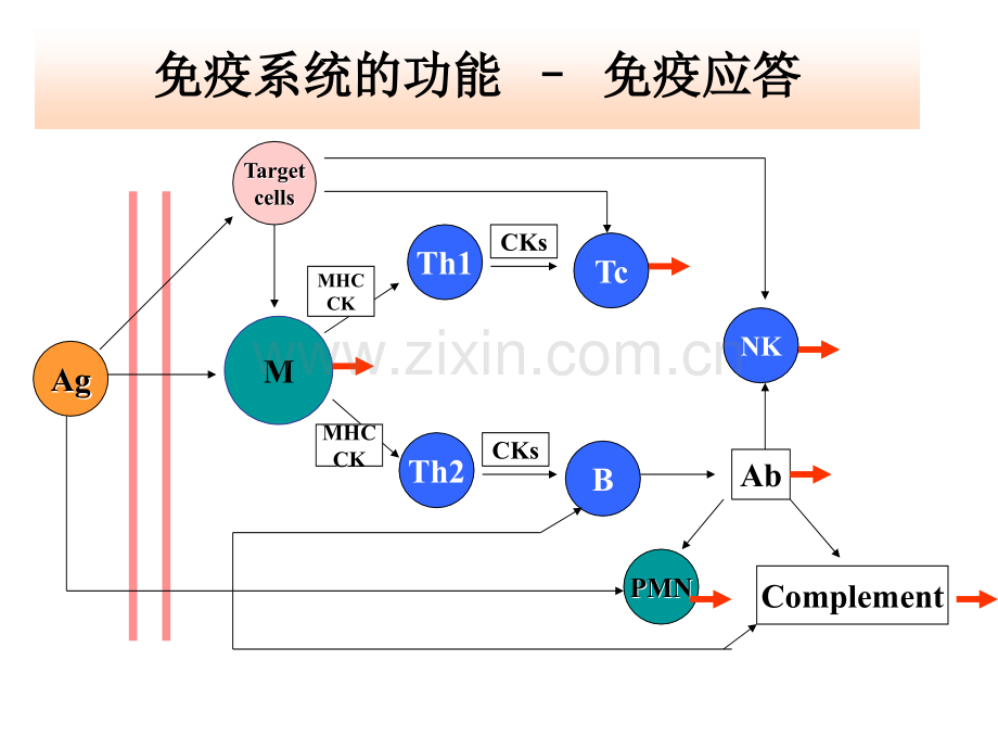 极其经典免疫课件.ppt_第3页