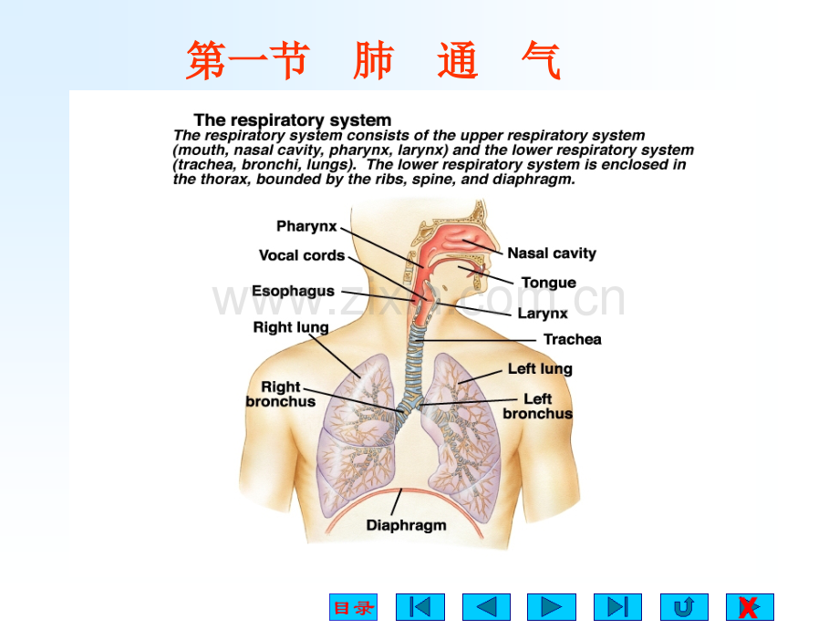 生理学-第五章：-呼吸.ppt_第3页