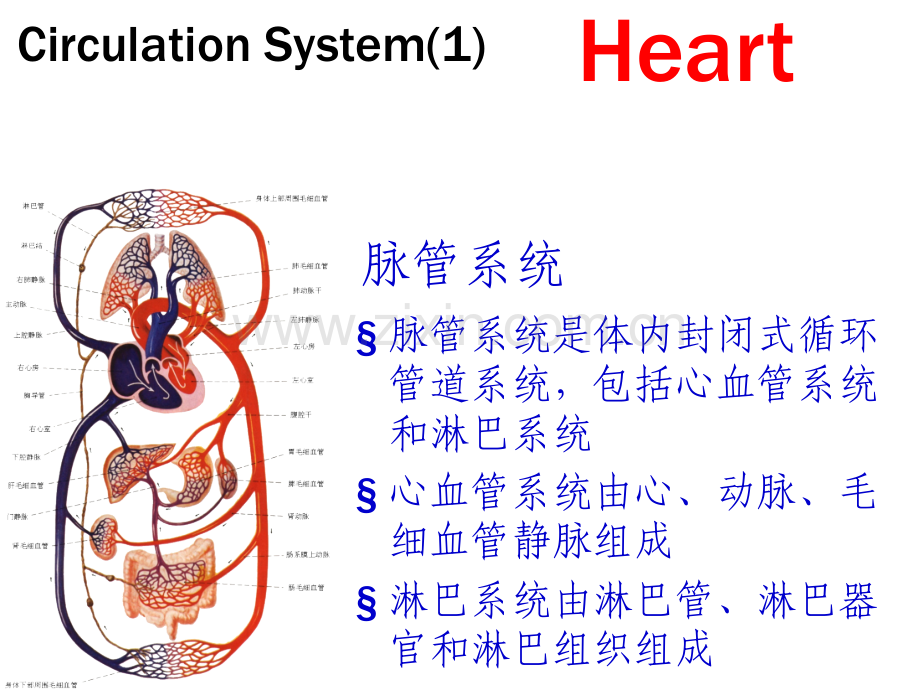 2019脉管系统-脉管系统是体内封闭式循环管道系统-包括心血管系统和淋巴系统心血管系统由心、动脉、毛.ppt_第1页